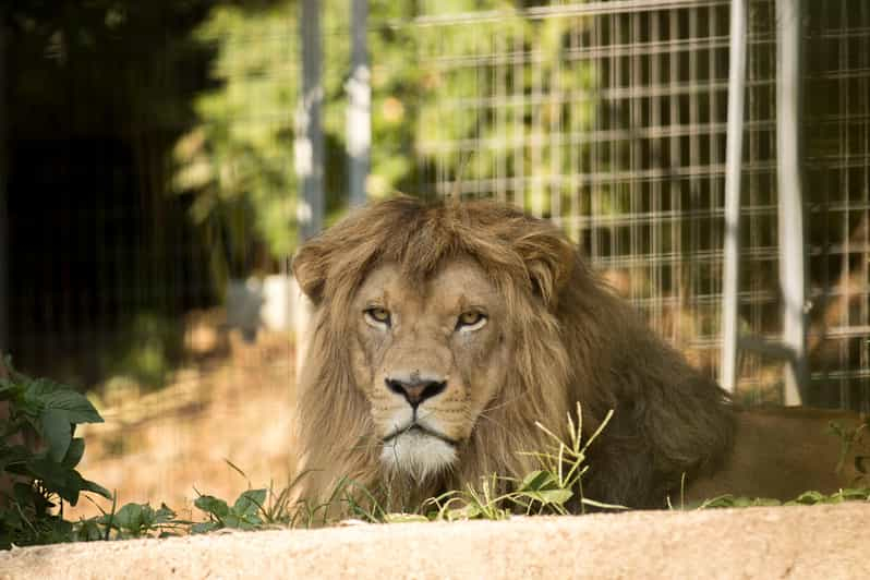 Zoo al Maglio: ticket de 1 día para la Selva del Tesino