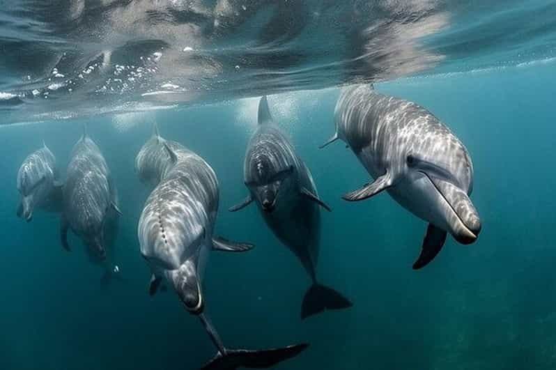 Galveston: Tour en barco para avistar delfines en la Bahía de Galveston