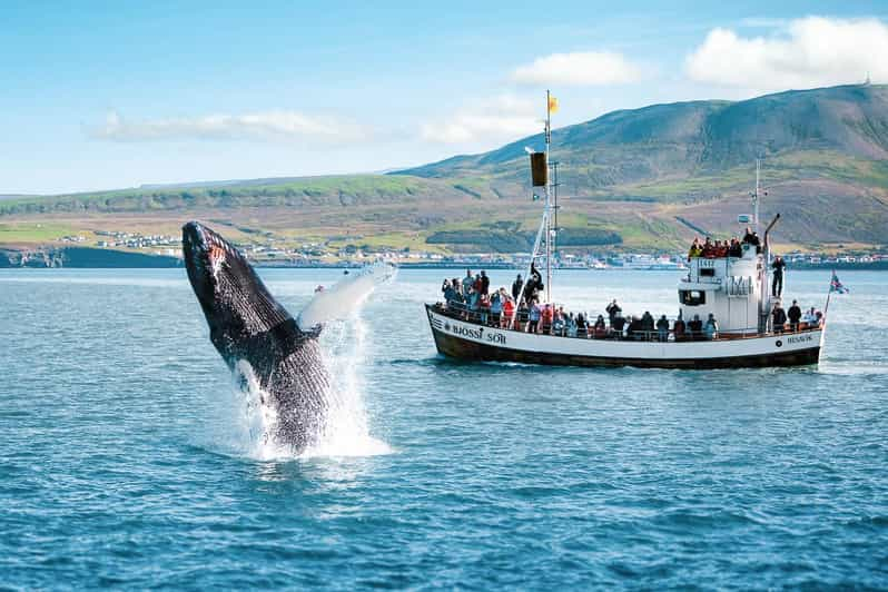 Húsavík: tour de avistamiento de ballenas con guía