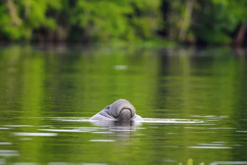 Excursión en kayak por los manatíes de Silver Springs