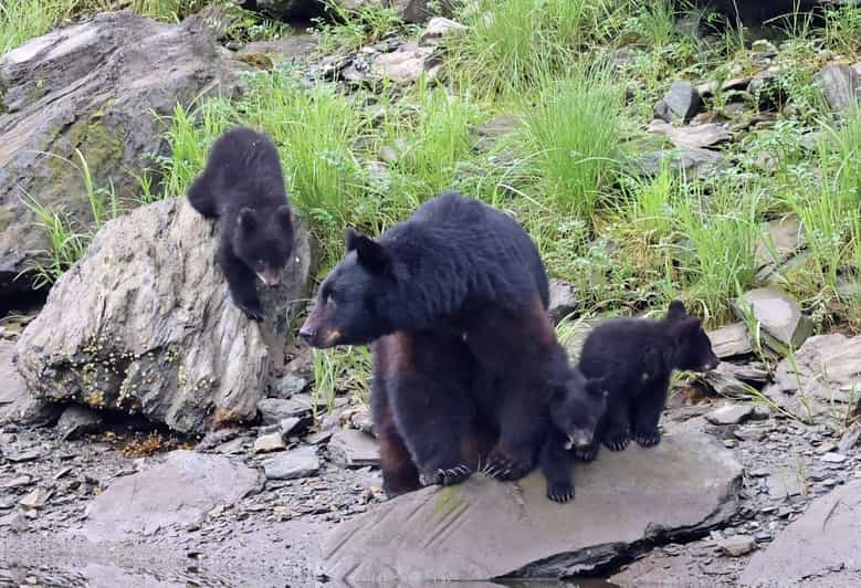 Ketchikan Excursión cultural y paisajística a la costa de los nativos de Alaska