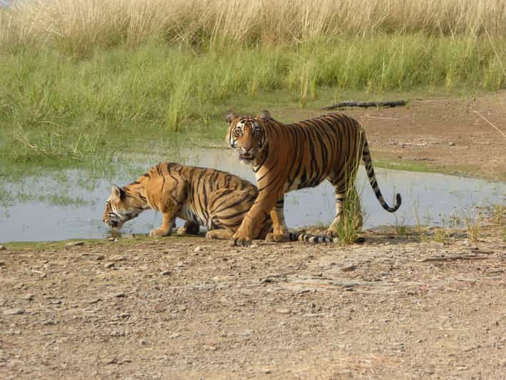 Reserva del safari a Ranthambore