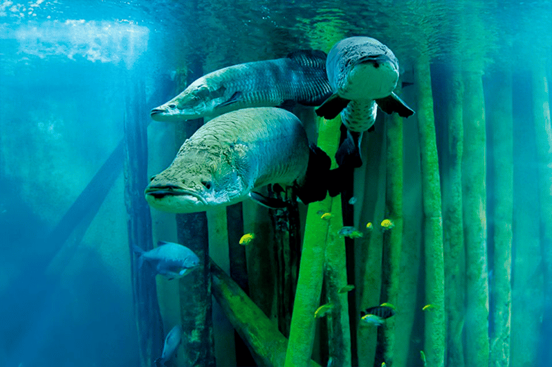 Zaragoza : Entrada al acuario