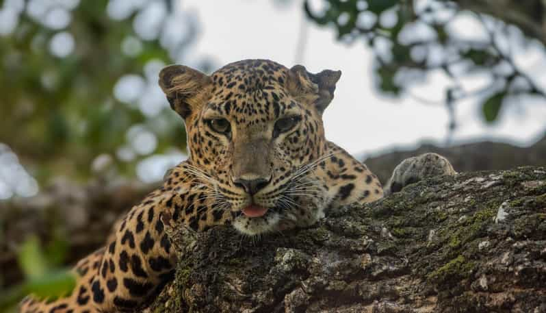 Parque Nacional de Yala : Safari salvaje por la mañana o por la tarde