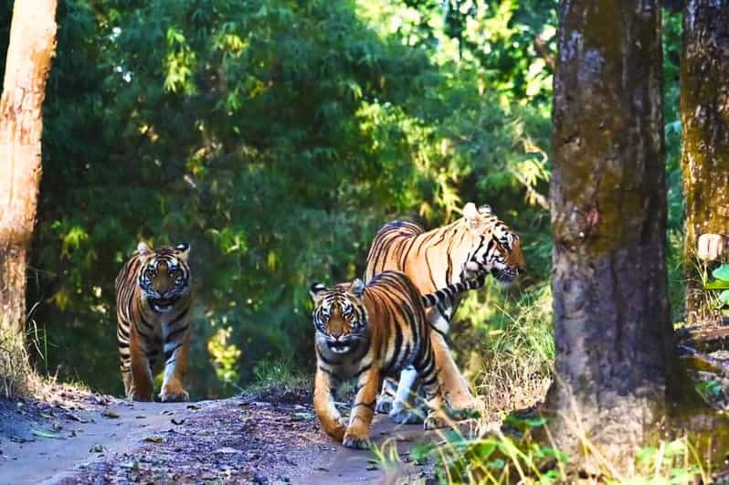 Ranthambore: Safari de tigres "evita la cola" compartiendo cantimplora