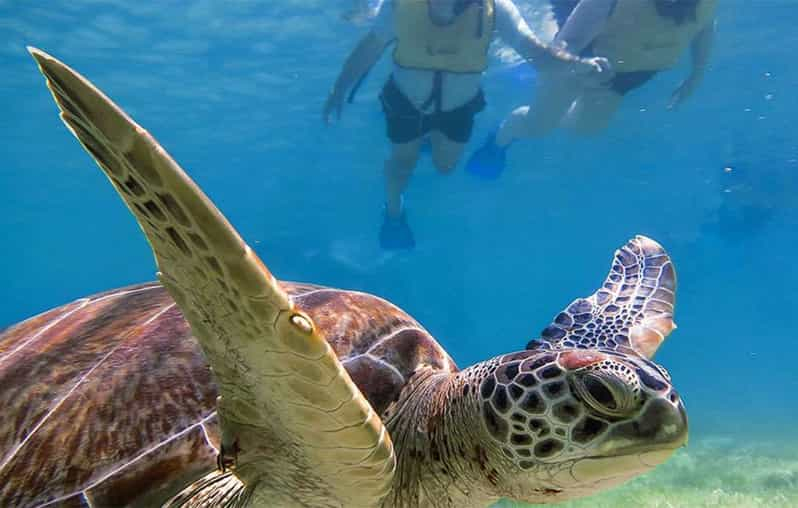 Snorkel Discovery - Tortugas y Cenotes