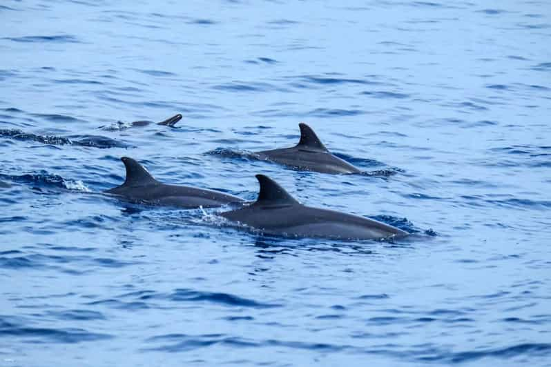 Excursión de un día a Moalboal: Aventura de persecución de delfines y snorkel