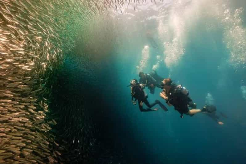 Cebú: Buceo en Moalboal, carrera de sardinas y snorkel en Pescador