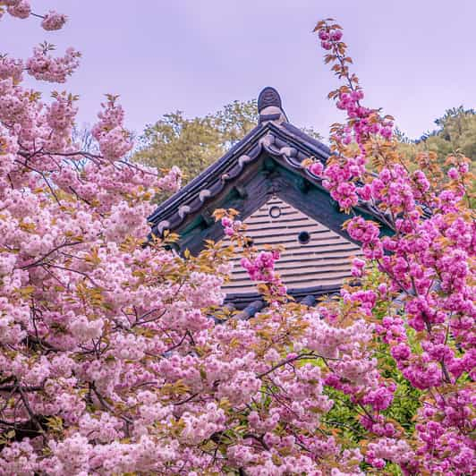 Rey Cerezo en Flor, Festival del Tulipán y Suwon Hwaseong