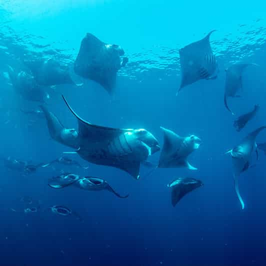 Nusa Penida: Excursión privada de un día por el oeste con excursión de snorkel