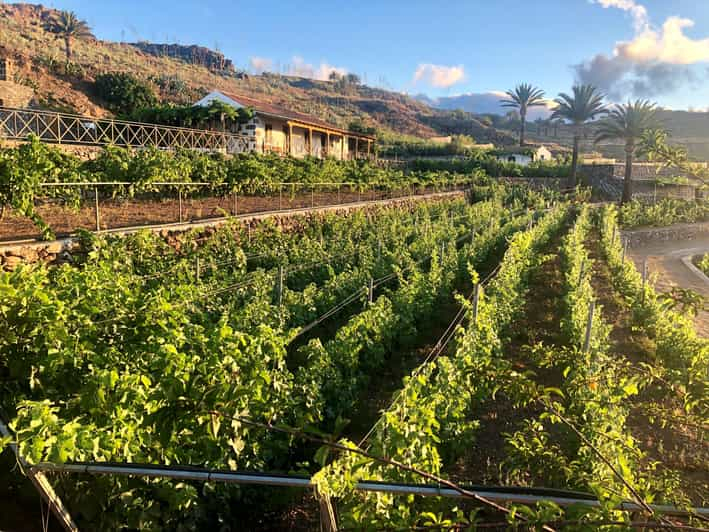 La Gomera: Visita a Bodegas y Degustación