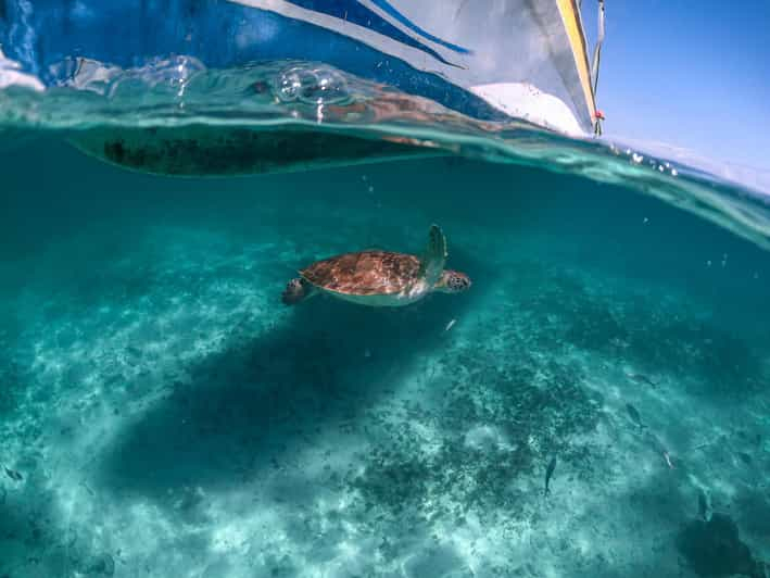 Playa del Carmen: Excursión de Esnórquel en Cenote y Tortugas