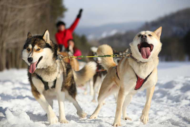 Mont-Tremblant: Experiencia en trineo tirado por perros