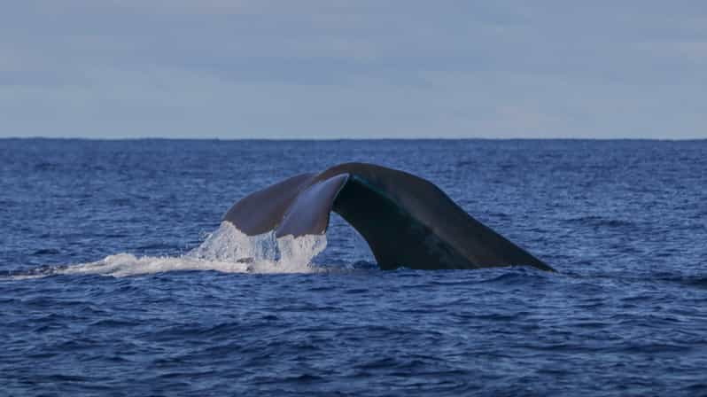 Isla Terceira : Excursión en barco para avistar ballenas y delfines