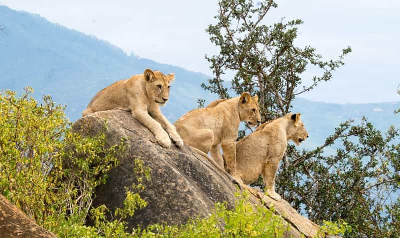 8 Días Kenia: Safari de playa y matorral en Amboseli, Tsavo Este y Diani