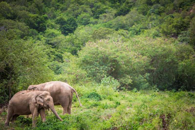 Koh Samui: Excursión al Santuario Ético de Elefantes con Almuerzo Buffet