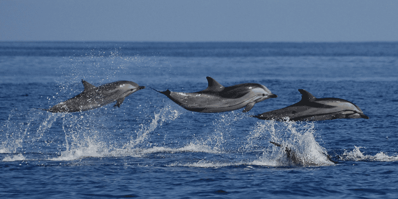 Mirissa: Crucero turístico con ballenas y delfines