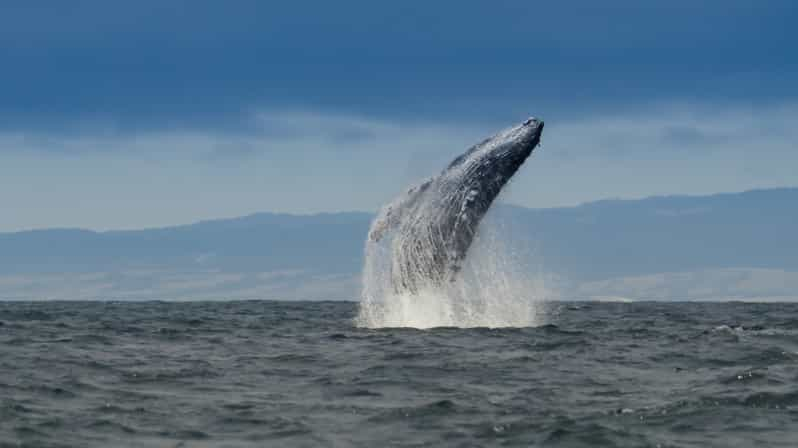 Avistamiento de ballenas y fauna salvaje Tours privados y semiprivados