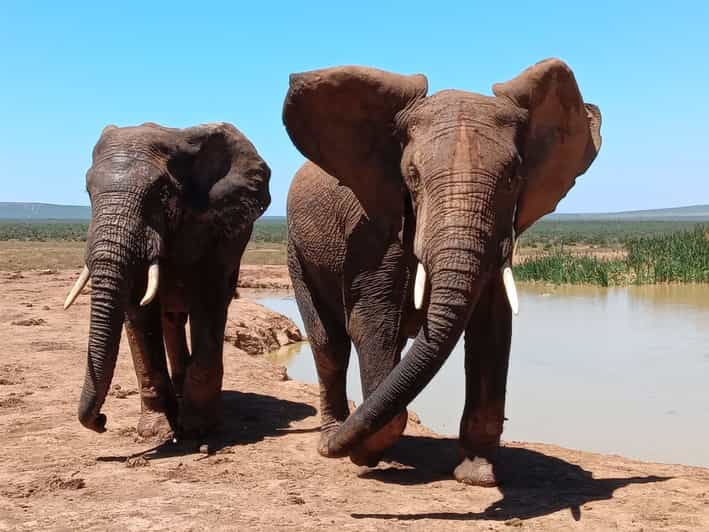 Safari privado de día completo al Parque Nacional del Elefante Addo