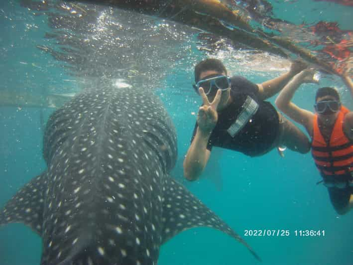 Cebú: Tiburón Ballena , Cascadas Tumalog y Snorkel Sardine Run