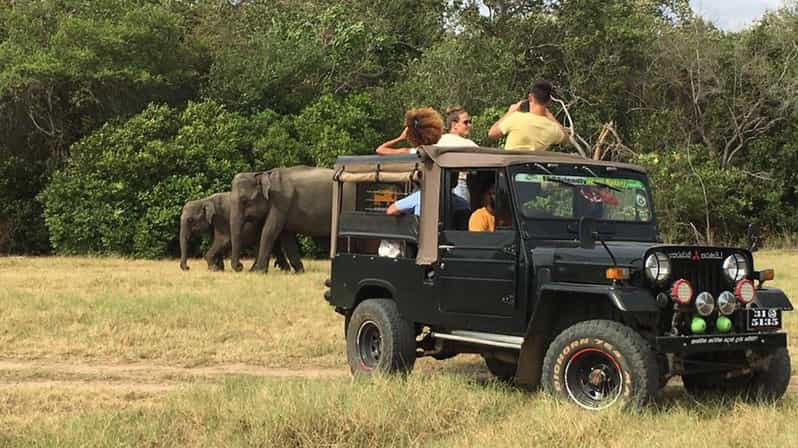 Parque Nacional de Minneriya: Safari de medio día en Jeep con Wild Tours