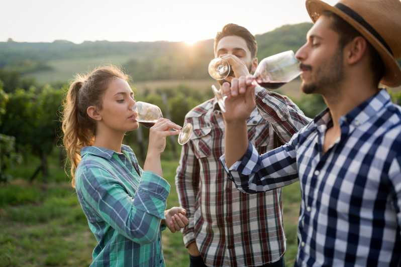 Friburgo: Veni, vidi, vino - excursión y cata de vinos