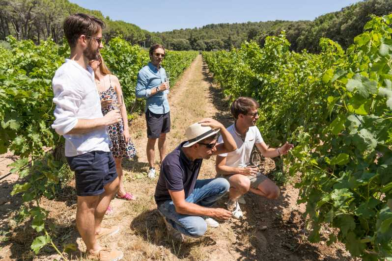 Desde Aix-en-Provence: Ruta del Vino en la Campiña de Cézanne