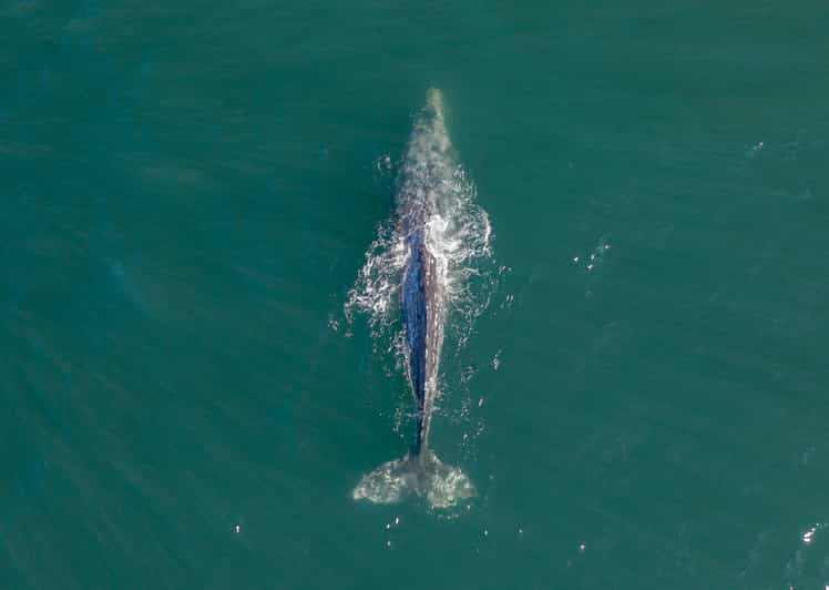 Avistamiento de ballenas en Trincomalee