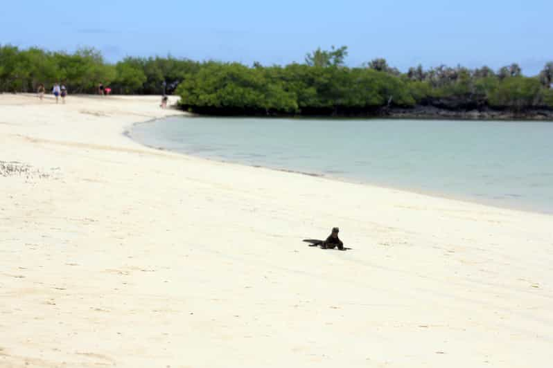 Sostenibilidad y conservación: Bahía Tortuga en Galápagos