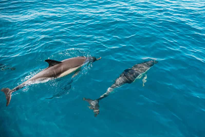 Lagos: Tour en barco para avistar delfines con biólogos marinos