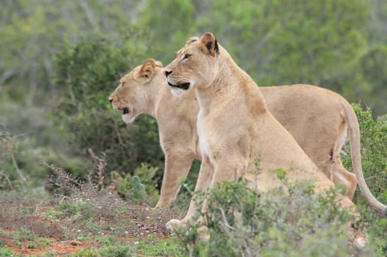 Parque de Caza Kragga Kamma: Safari / Excursiones en tierra