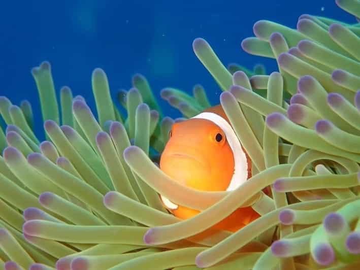 Desde Naha Excursión de buceo en Kerama (para buceadores titulados)