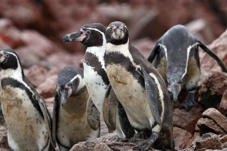 Paracas: Observación de la Fauna Marina en las Islas Ballestas