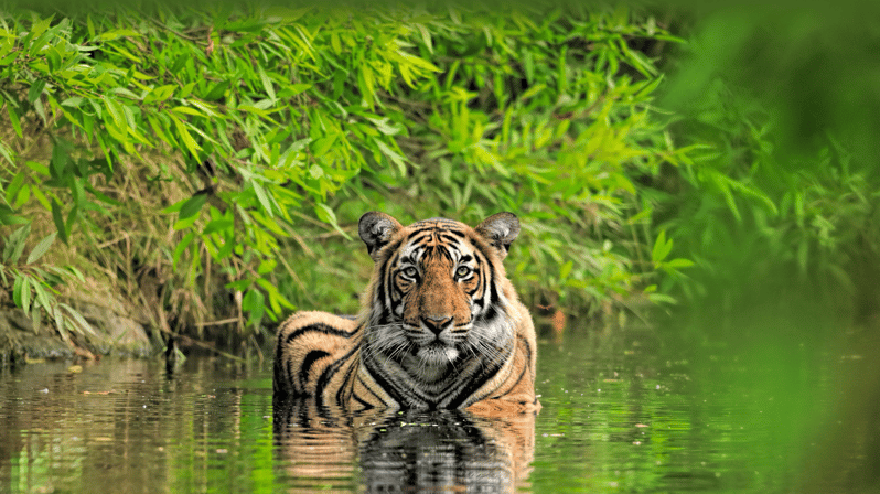 Visita guiada privada al Parque Nacional de Ranthambore desde Jaipur