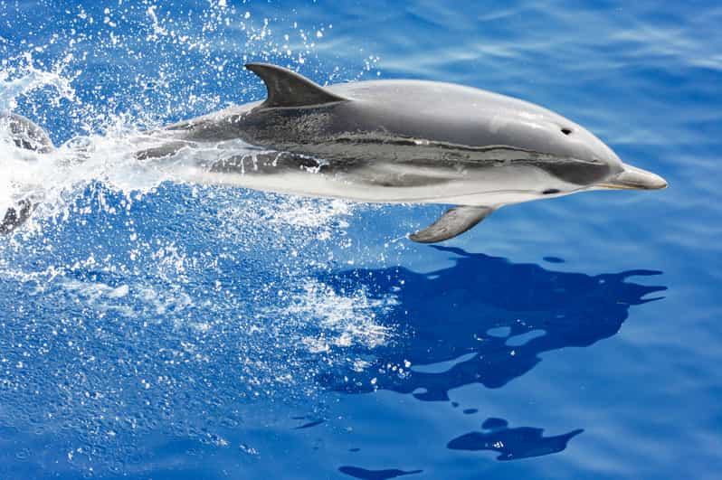 Génova: paseo en barco con avistamiento de cetáceos con guía biólogo marino