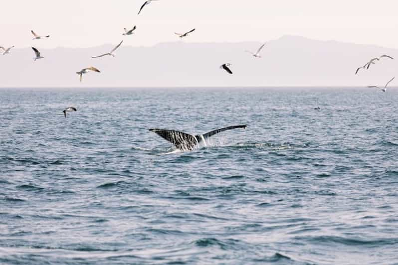 Santa Bárbara: Crucero en catamarán para avistar ballenas con bar