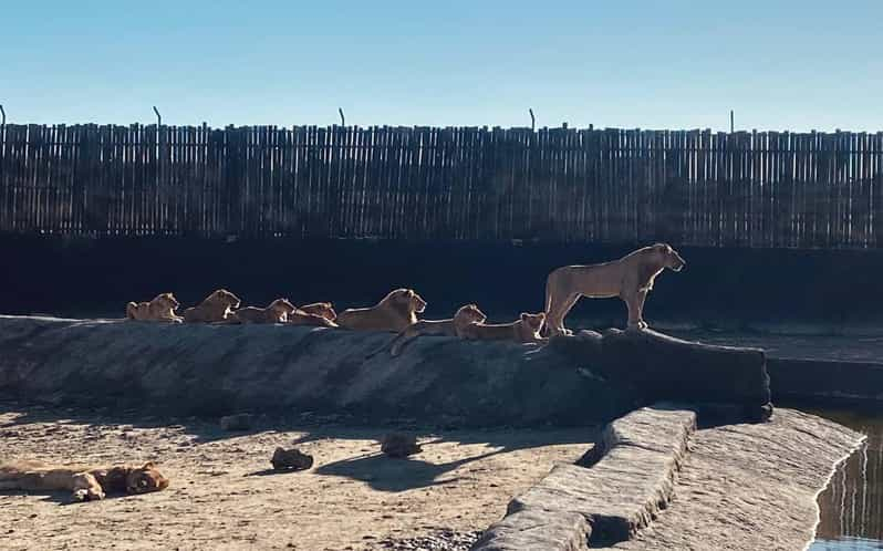 Lado: Visita al Zoo, Acuario y Terrario Lion Land