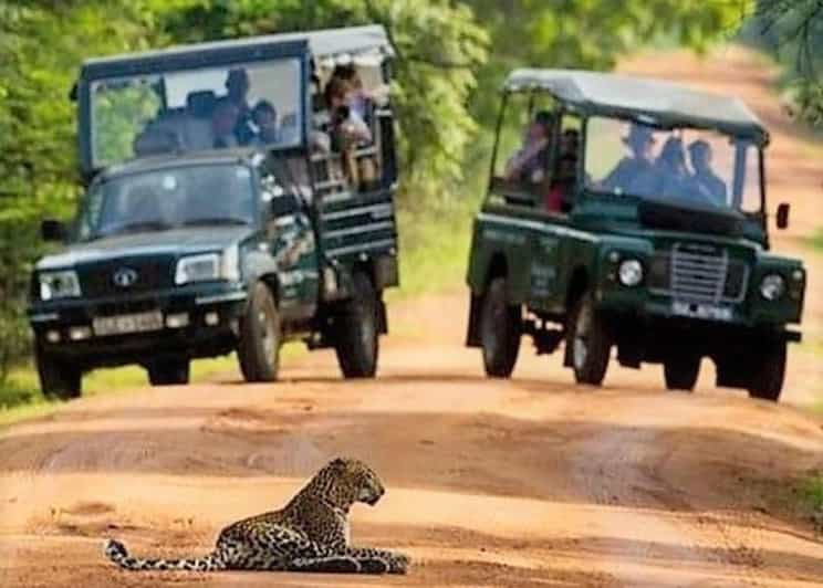 Desde Ella:Traslado a Galle/Mirissa/Bentota con Yala Safari