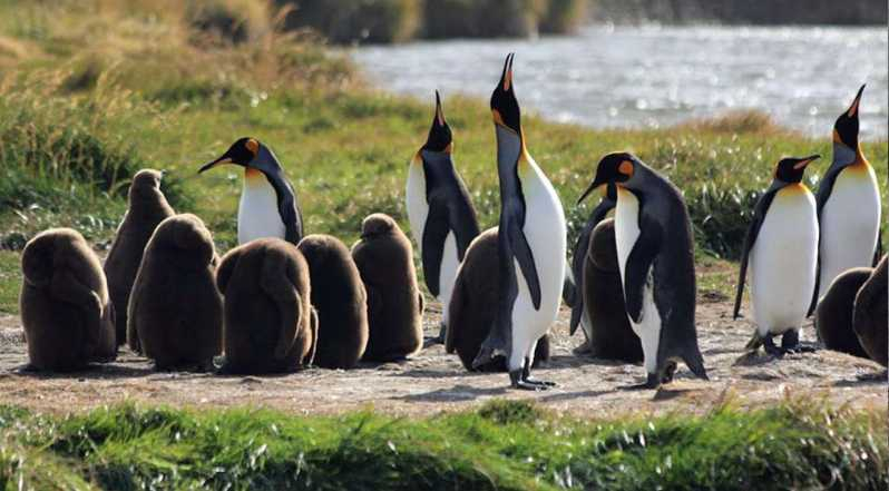 Punta Arenas: Parque Pingüino Rey y Viaje a Tierra del Fuego