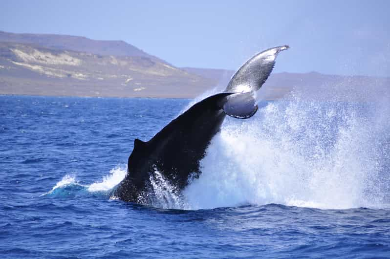 Boa Vista: Expedición de avistamiento de ballenas