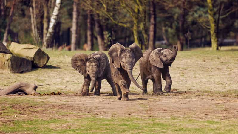 Hilvarenbeek: Safaripark Beekse Bergen Entrada