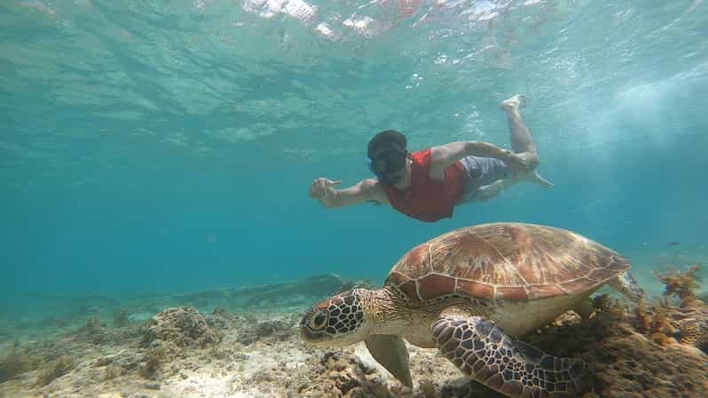 Maravillas de Moalboal: Paraíso de las excursiones por las islas, Sardines Run