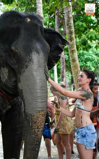 Koh Samui: Excursión de medio día al Santuario de la Selva de los Elefantes