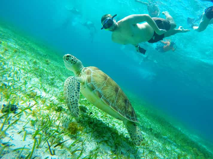 Cozumel: Excursión de Snorkel con Estrellas de Mar, Mantarrayas y Bahía de las Tortugas