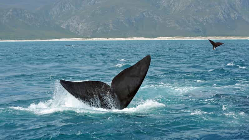 Viaje Privado: Avistamiento de ballenas y Vino en Hermanus