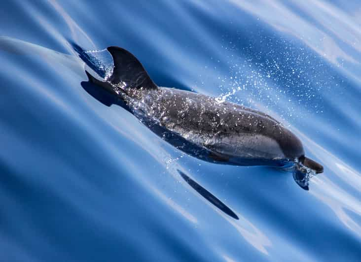 Départ de Villefranche-sur-Mer : Rencontre avec les Dauphins