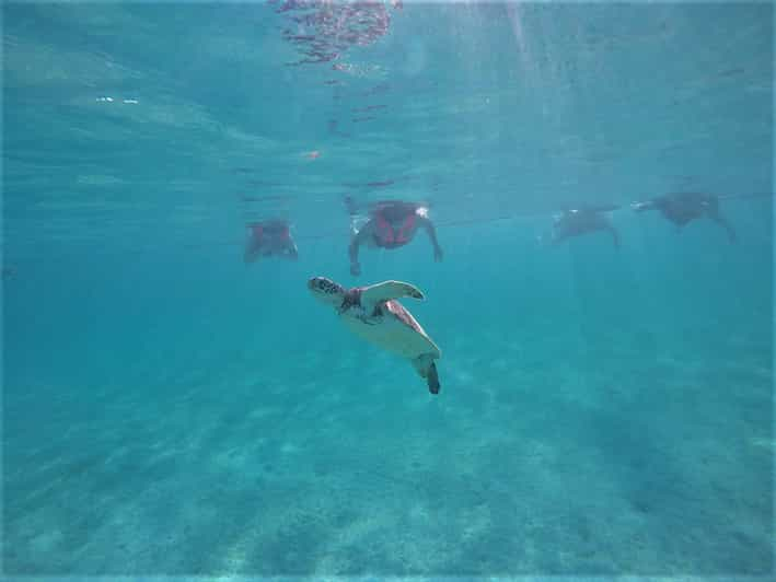 AKUMAL SNORKEL TORTUGAS GUIAS LOCALES