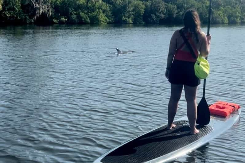 Cocoa Beach: Excursión en Kayak o Paddle con Delfines y Manatíes