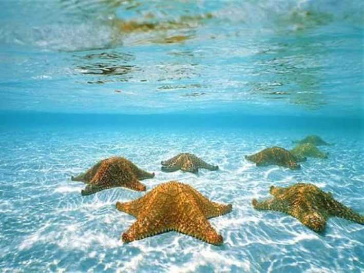 Cozumel: Bucea en el segundo arrecife de coral más grande del mundo