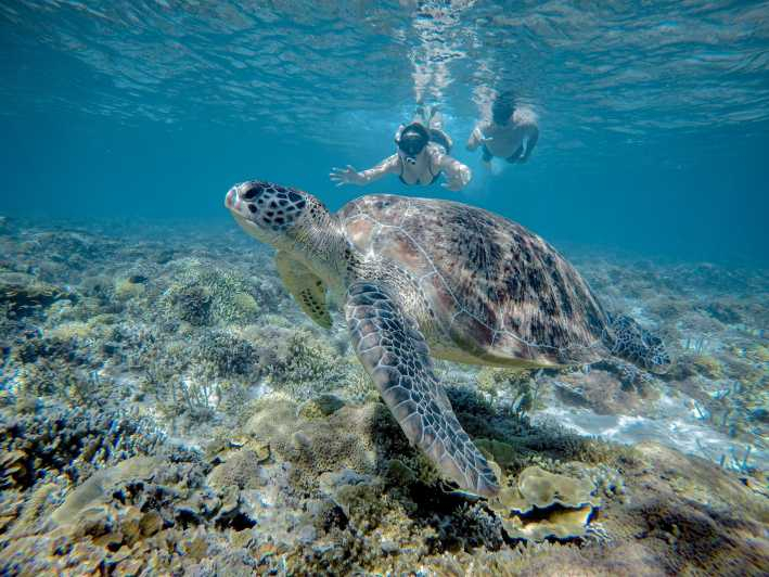 Gili Trawangan : Medio día de snorkel con tortuga y estatua